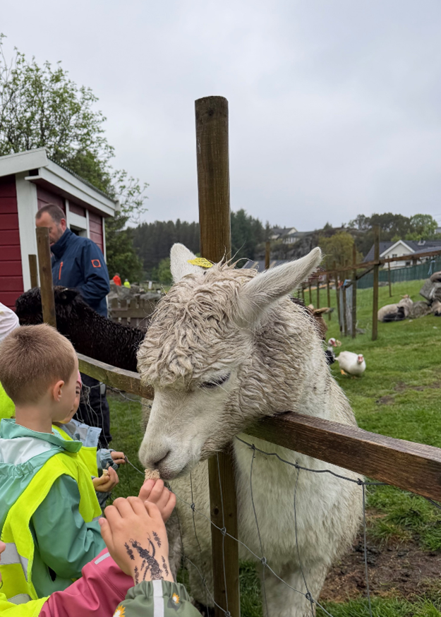 Lama - Klikk for stort bilete