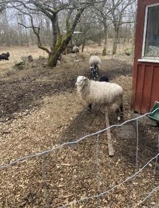 Bilete frå reiseskildring - Klikk for stort bilete