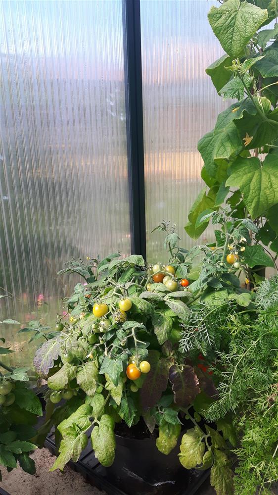 Tomatplanter i drivhuset vårt - Klikk for stort bilete