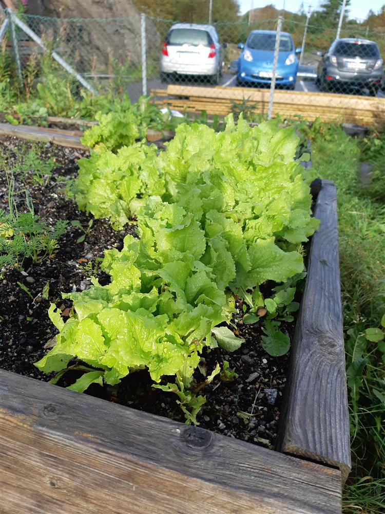 Salat plantet ute - Klikk for stort bilete