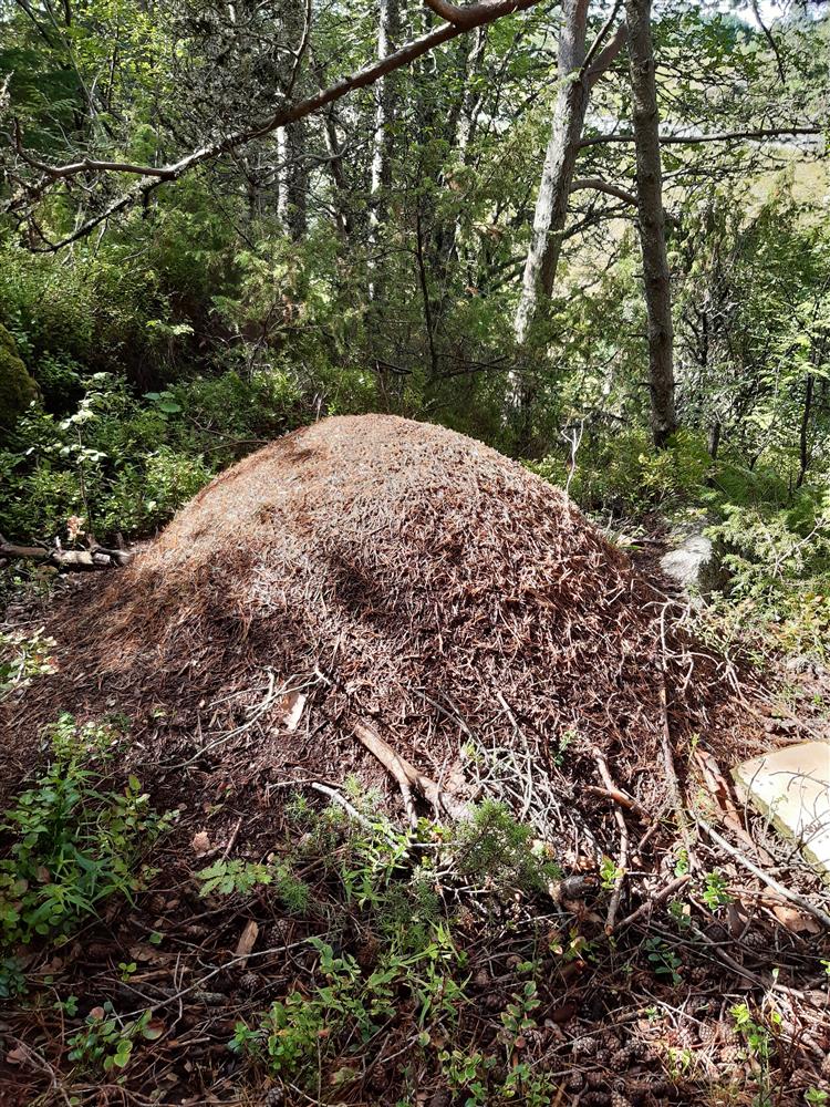 Maurtue i skogen - Klikk for stort bilete