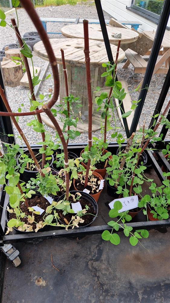 Klokkarvik barnehage - Klikk for stort bilete