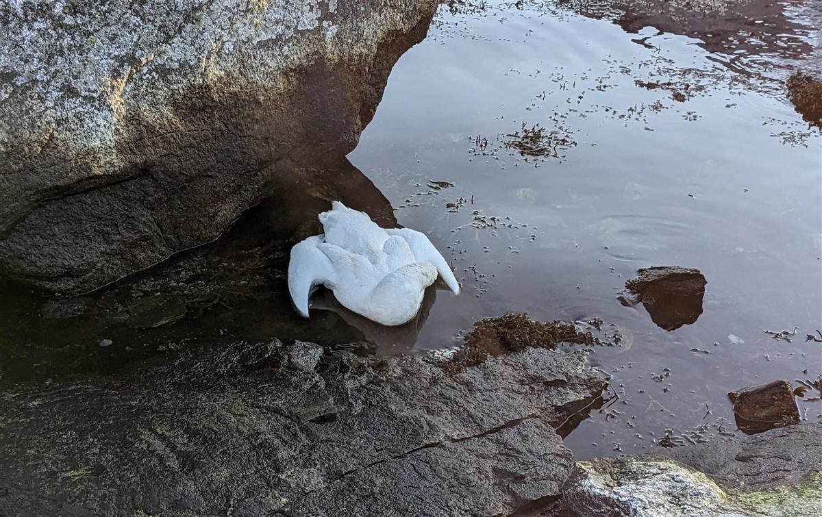 Død svane funnen i ei vik ved Ågotnes - Klikk for stort bilete