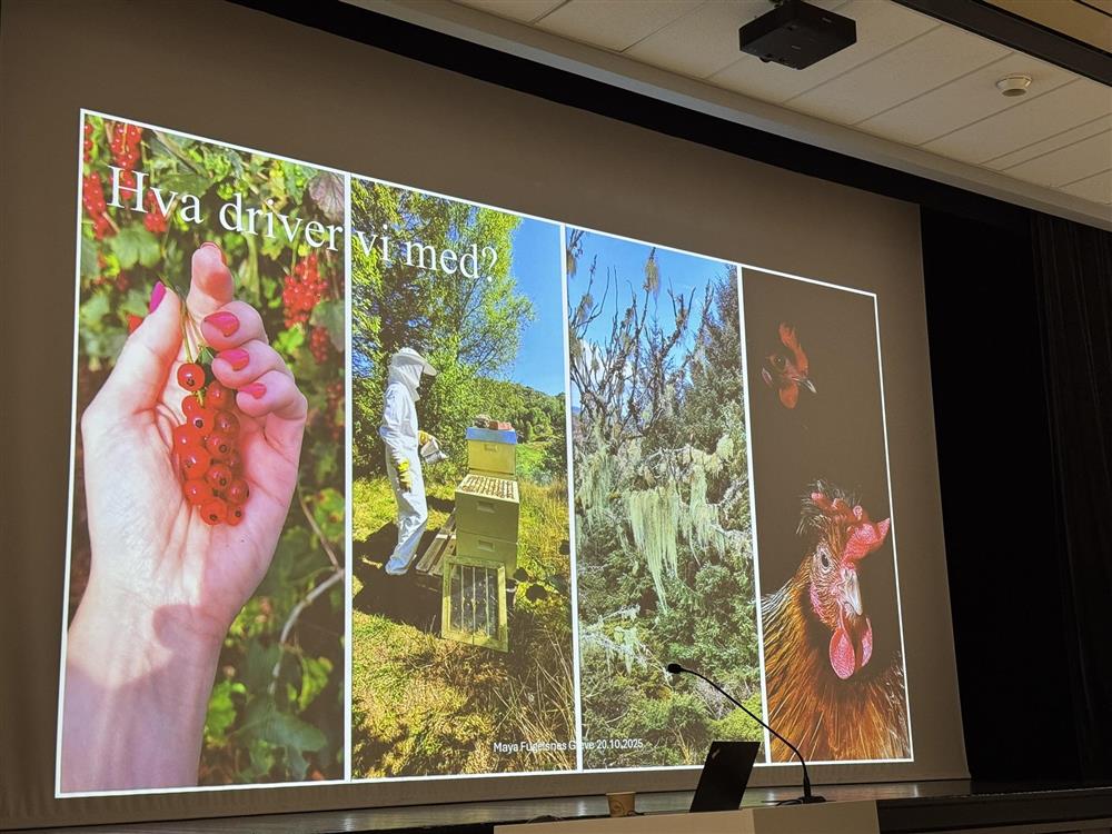 Klikk for stort bilete