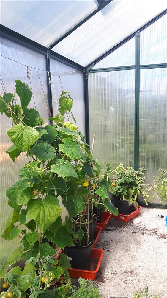Tomatplanter i drivhuset vårt - Klikk for stort bilete